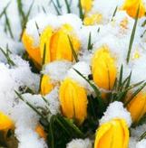 Crocus sous la neige