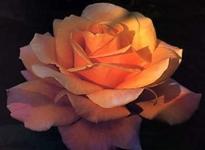 Rose orange