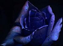 Rose bleue