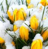 Crocus sous la neige